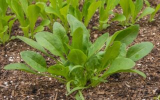 Which French queen said ‘let them eat spinach’?