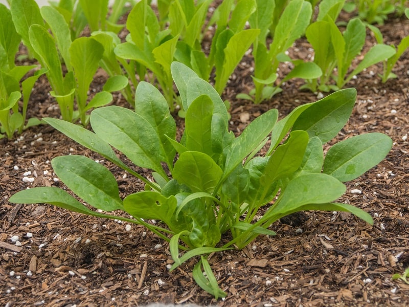 Which French queen said ‘let them eat spinach’?