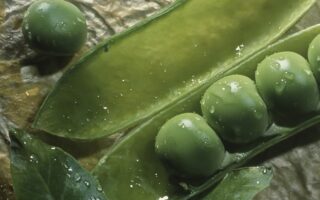 Give peas a chance