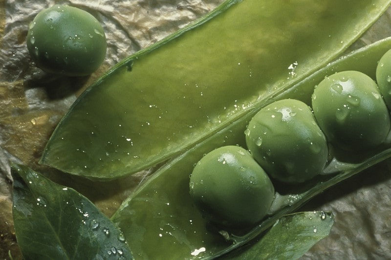 Give peas a chance