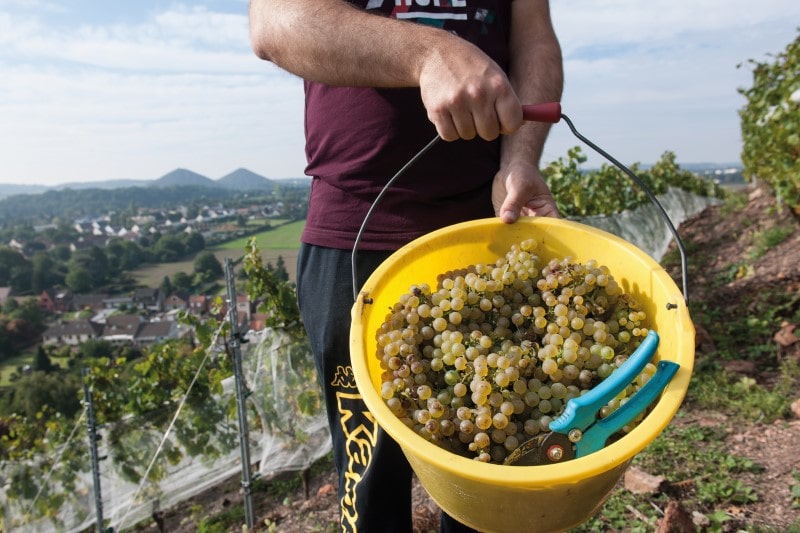 Wine from the mines… Grape expectations