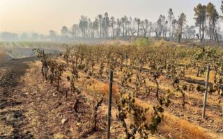Provence winemakers’ plea after devastating wildfires