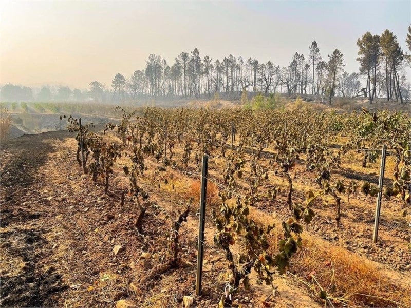 Provence winemakers’ plea after devastating wildfires