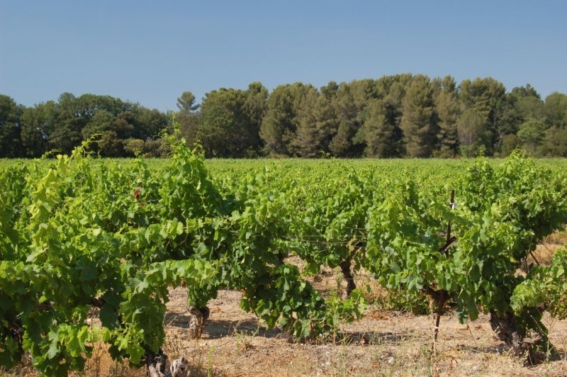 France faces lowest wine harvest on record