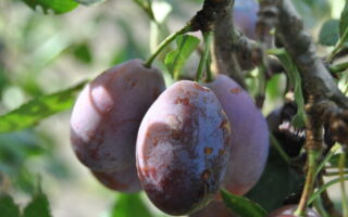 What exactly is an Agen prune?