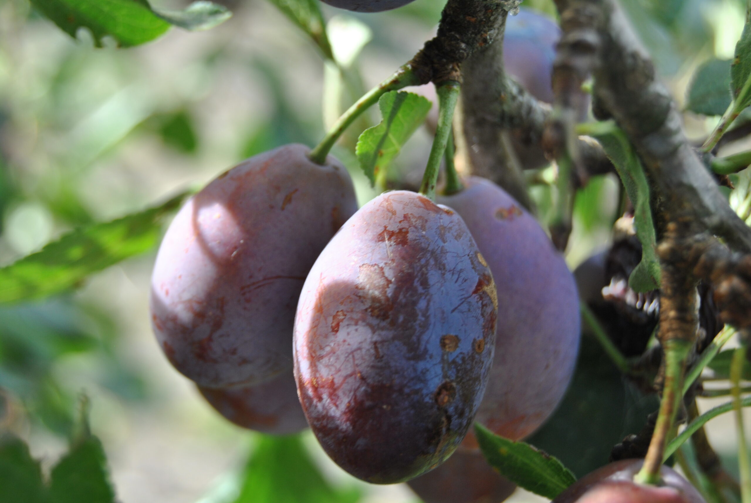 What exactly is an Agen prune?