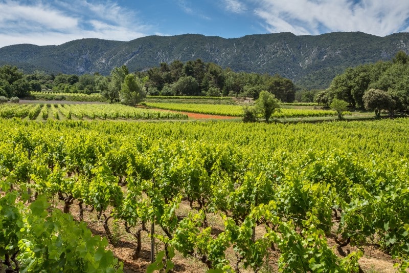 Vineyard