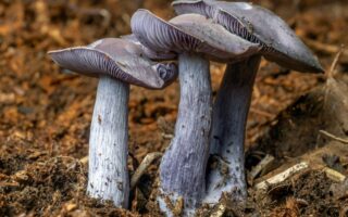 Eat seasonally: What’s in season in France in October