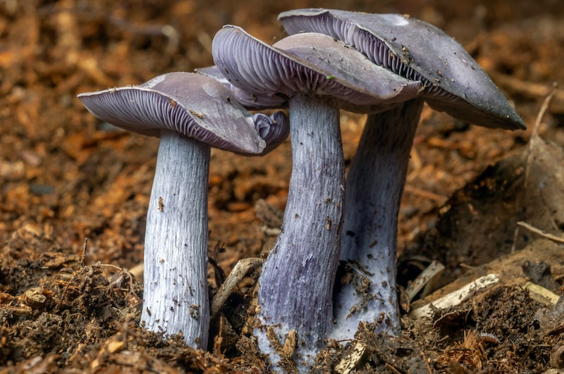Eat seasonally: What’s in season in France in October