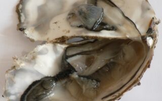 Celebrate Christmas the French way – with oysters and champagne