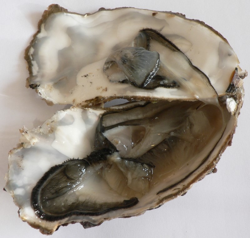 Celebrate Christmas the French way – with oysters and champagne