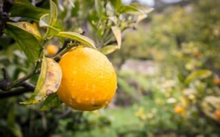 Eat seasonally: What to look for in the French market this January
