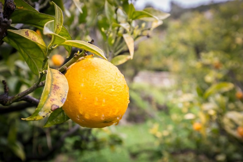 Eat seasonally: What to look for in the French market this January