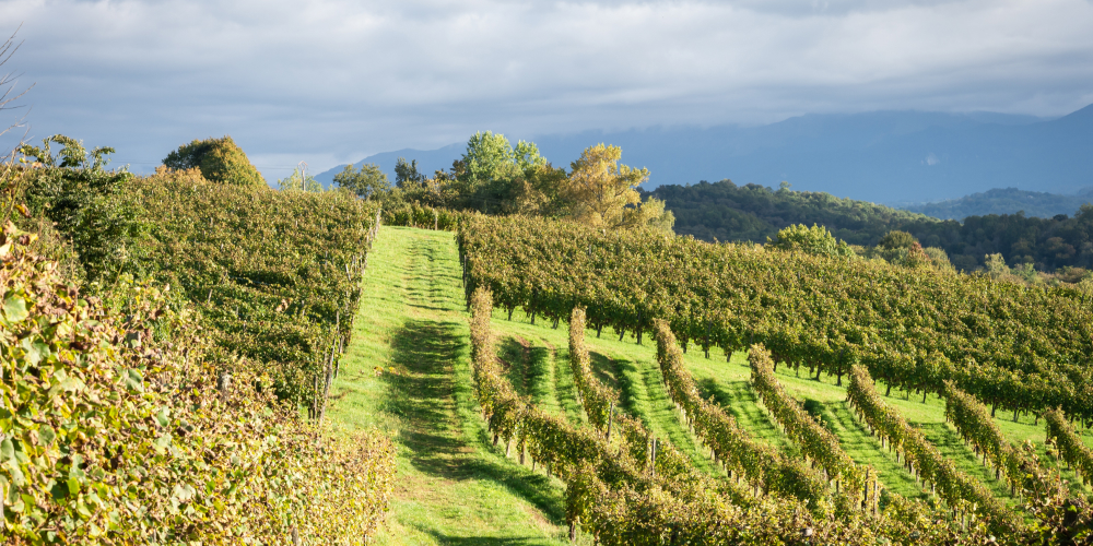 Don’t miss out: Monein’s Wine and Gastronomy Festival