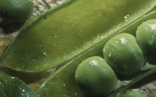 What’s in season in May? Peas!