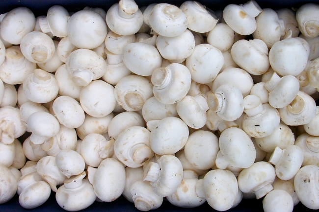 The true story of the Champignon de Paris