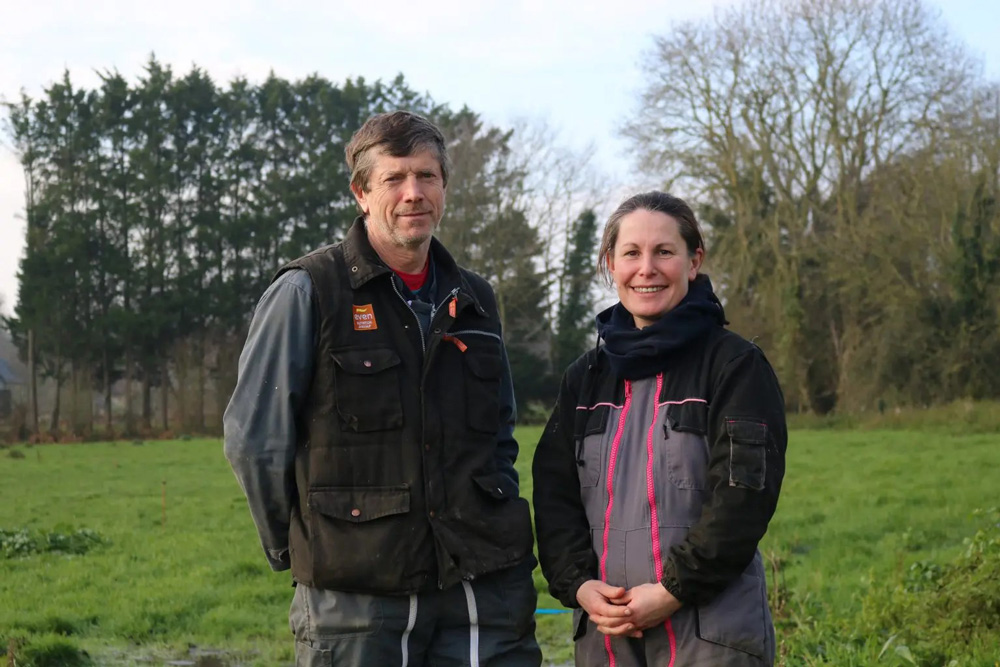 Dairy farming in Brittany