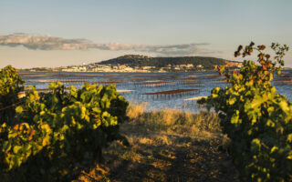 Why Picpoul de Pinet is this summer’s best white