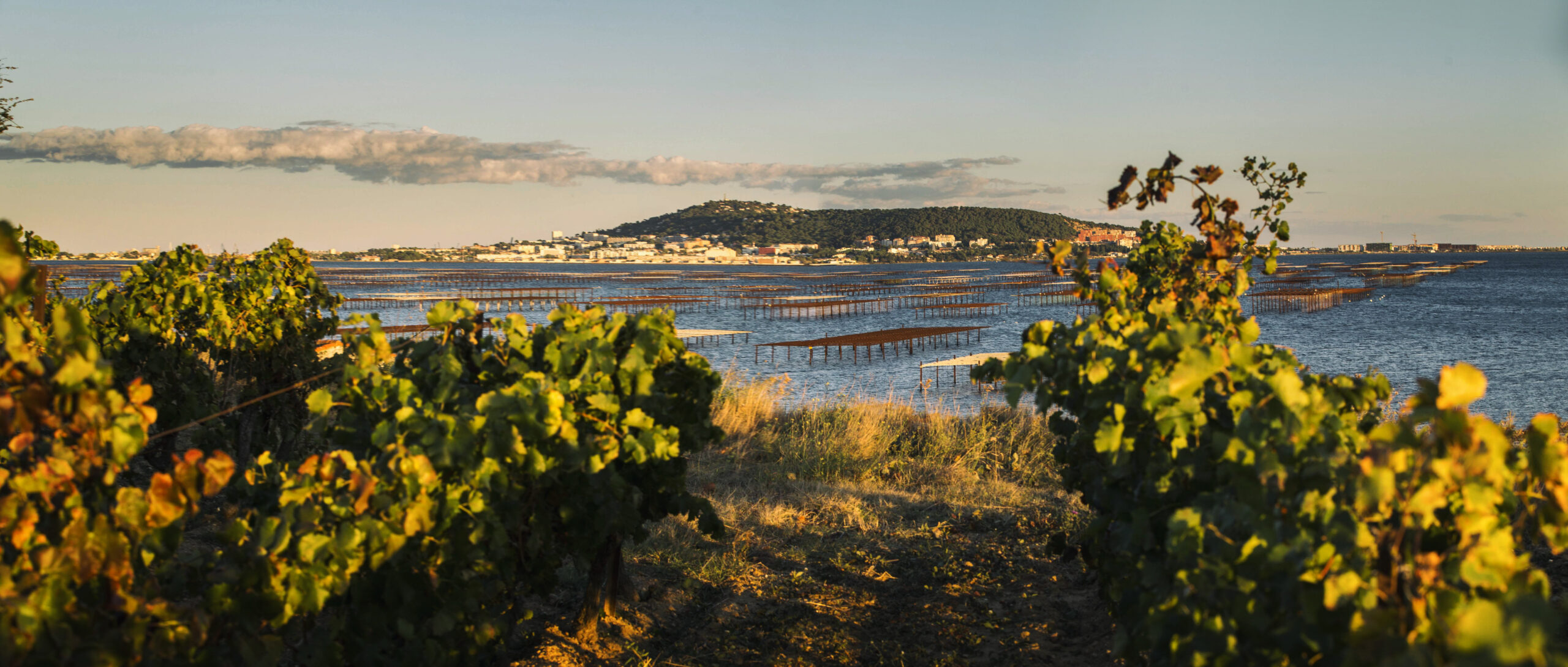 Why Picpoul de Pinet is this summer’s best white