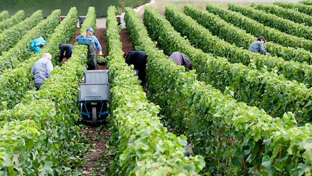 Champagne harvest 2023: record-breaking bunches signal exceptional year