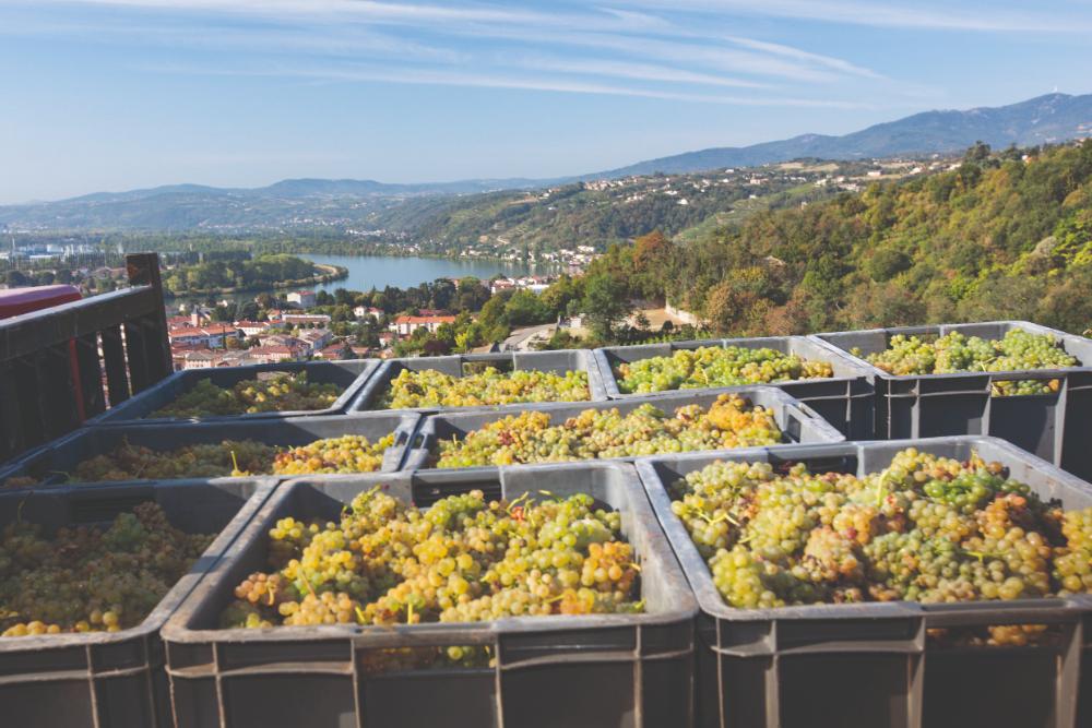 A gastronomic tour of Northern Rhone