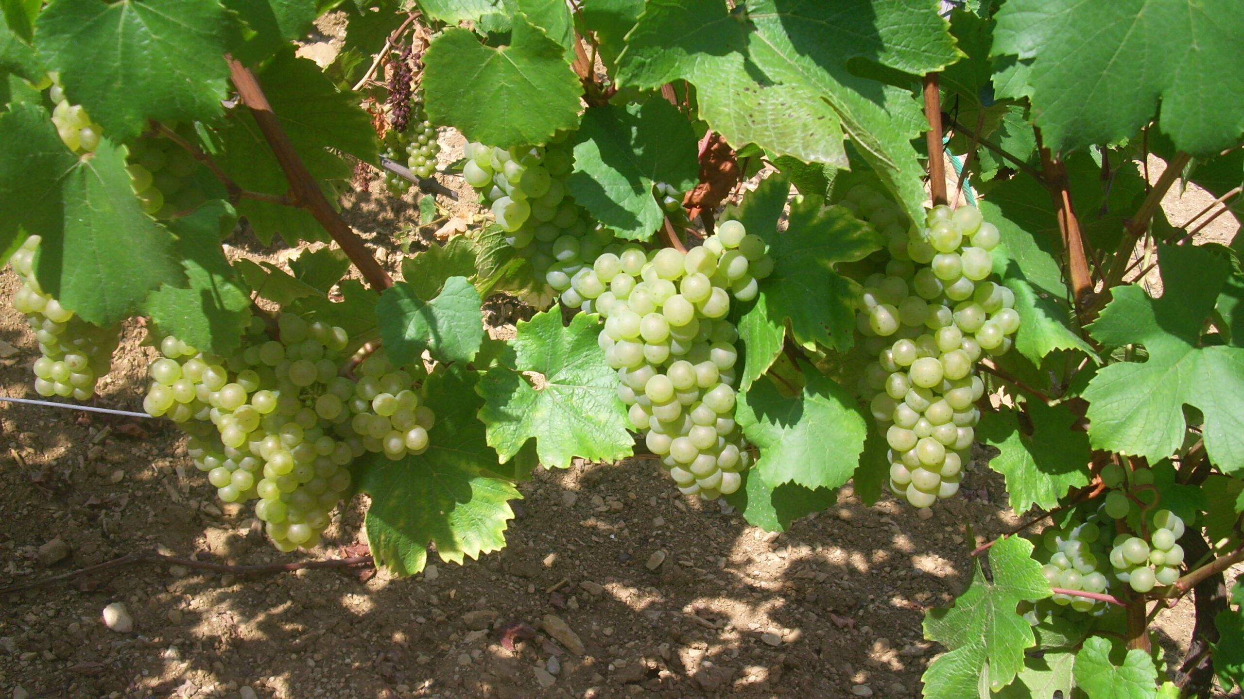World Chardonnay Day: 3 wines you must try