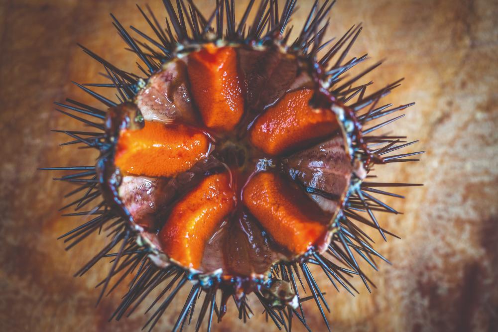 Sea Urchins