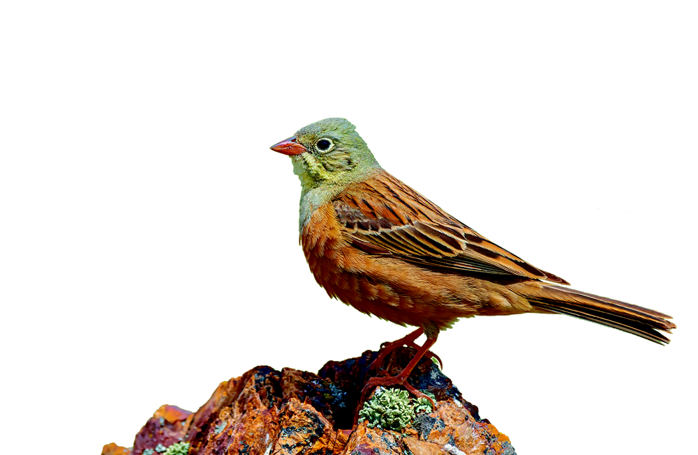 Ortolan