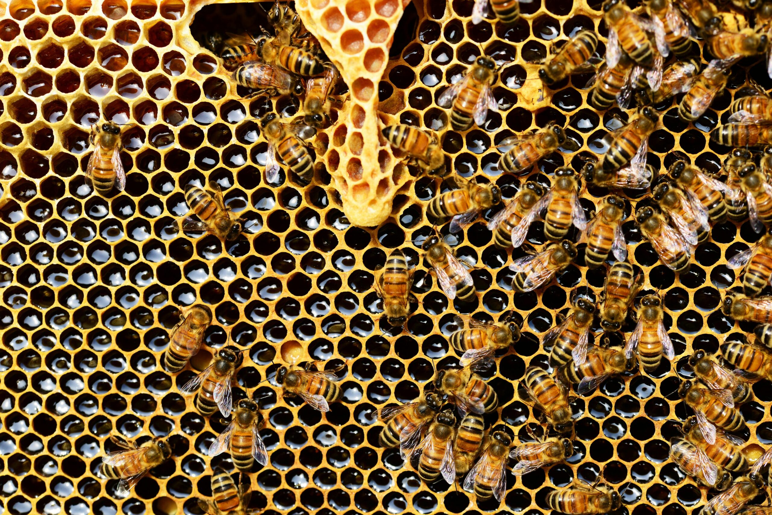 Busy bees produce 40kg of honey at train station