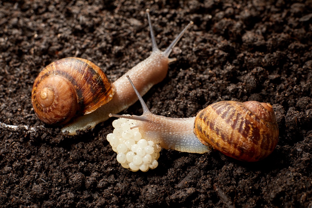 E is for escargots