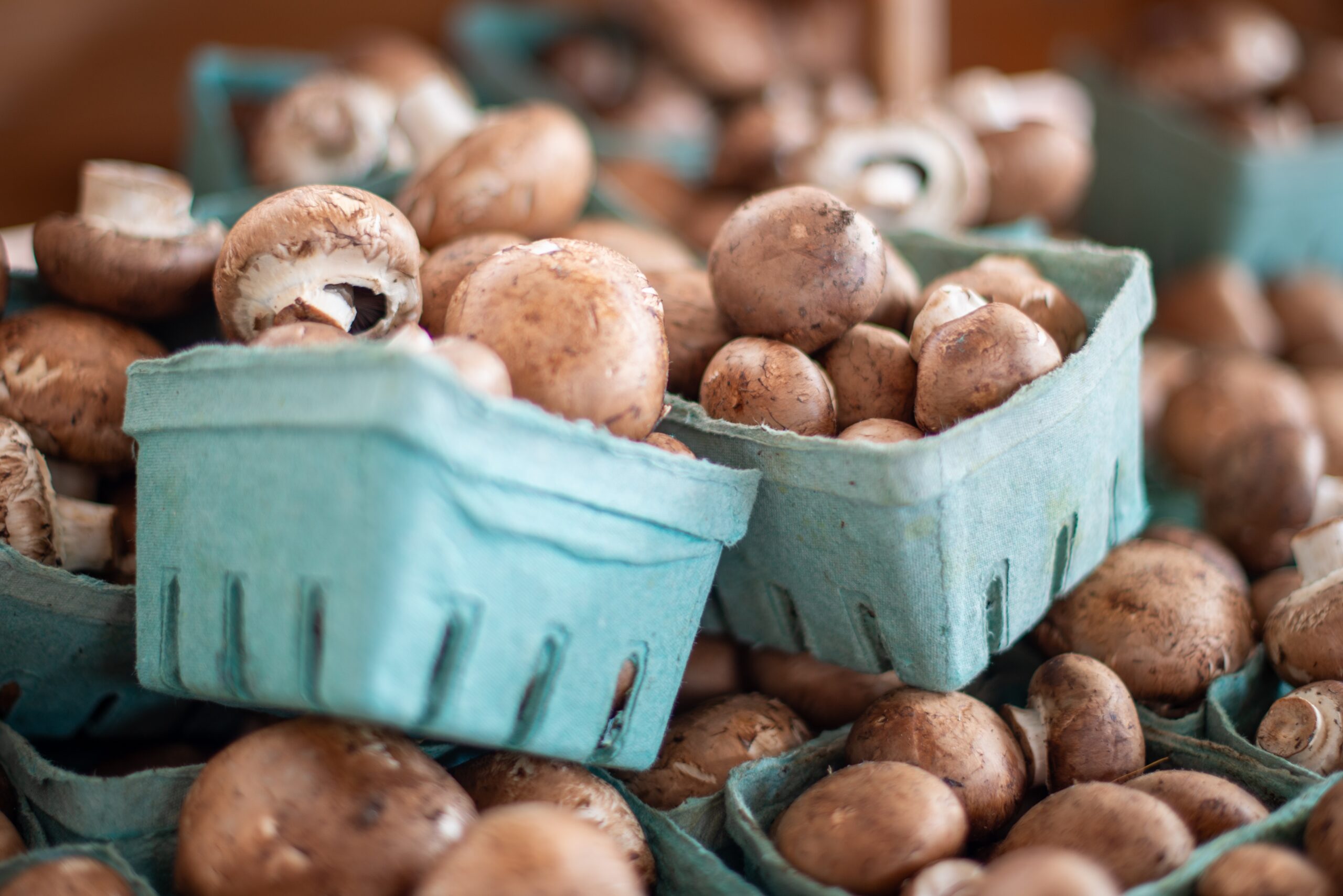 Mushroom season in France