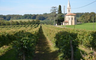 The Baron’s Blog: It’s harvest time on the Armagnac estate