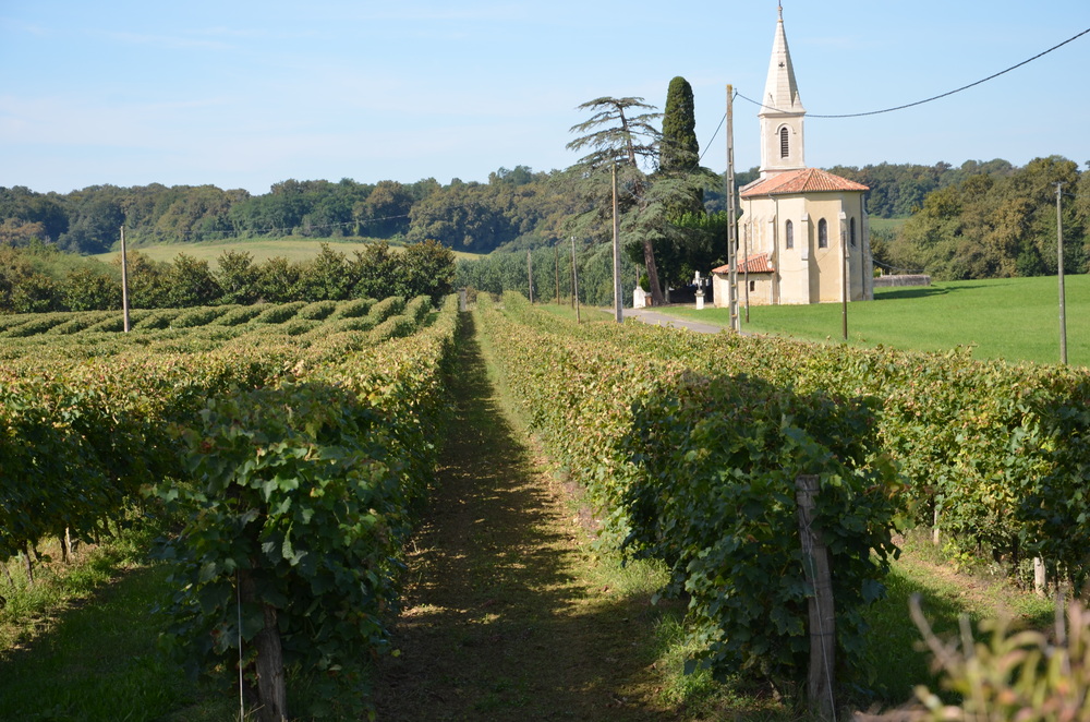 The Baron’s Blog: It’s harvest time on the Armagnac estate