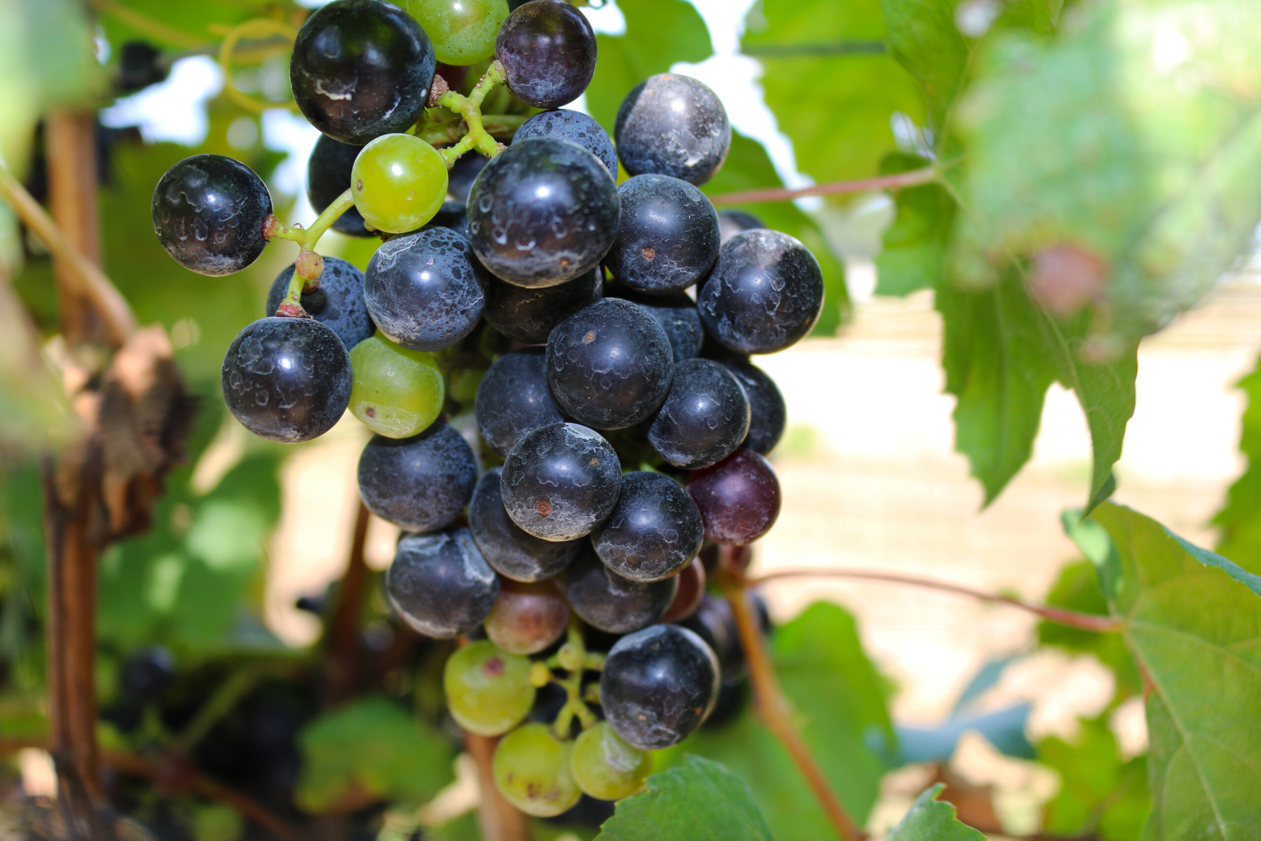 2024 wine harvest will be the smallest in recent years